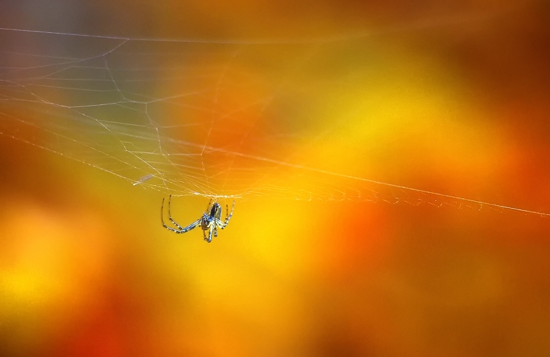 autum spider