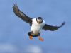 Atlantic puffin flying out of the bleu