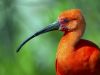 Scarlet ibis