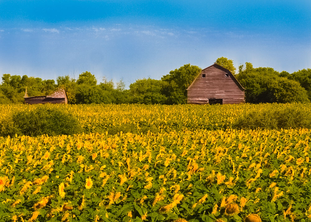 Manatoba Sunflowers