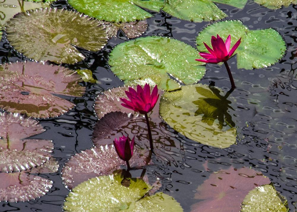 Cedar Lakes Water Lilies