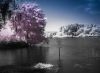 Lake Alice Infrared 3 by paul missall