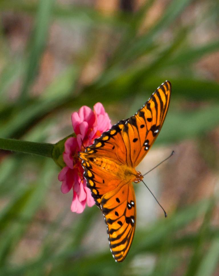 Miconopy Butterfly