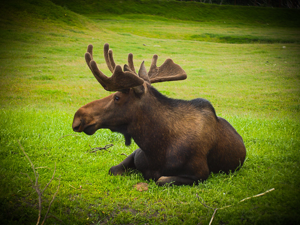 Moose on a Break