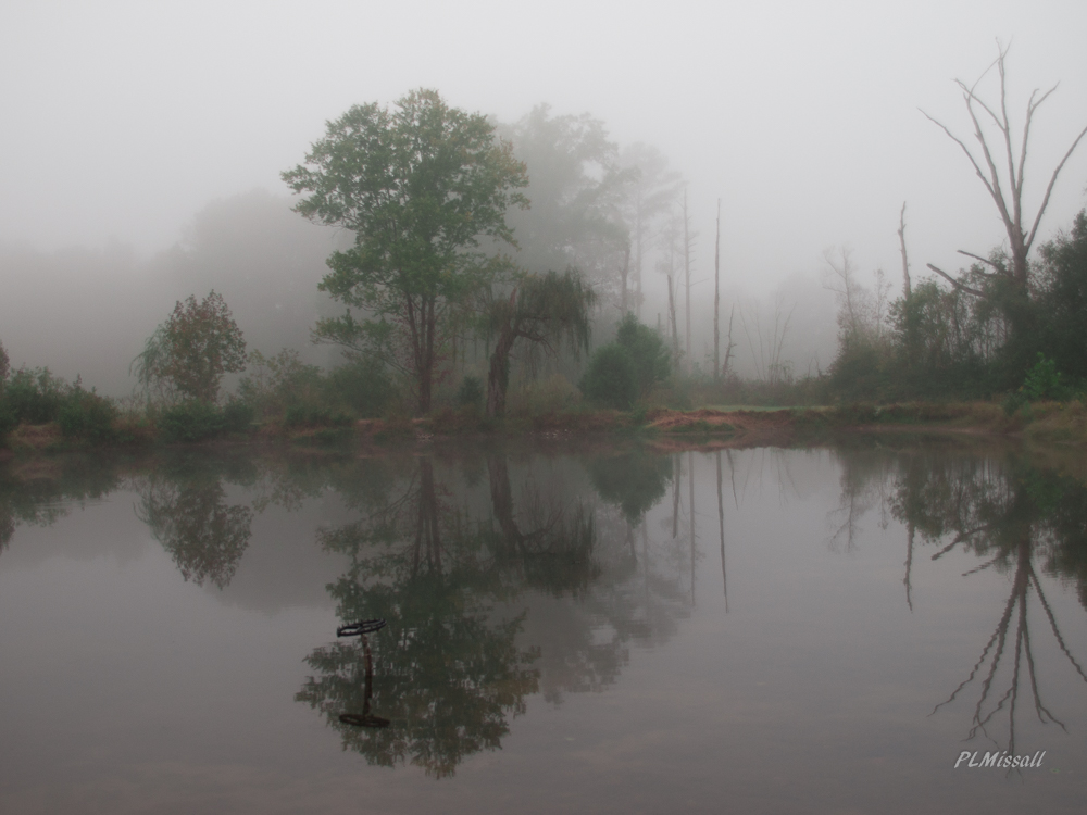 Morning Fog