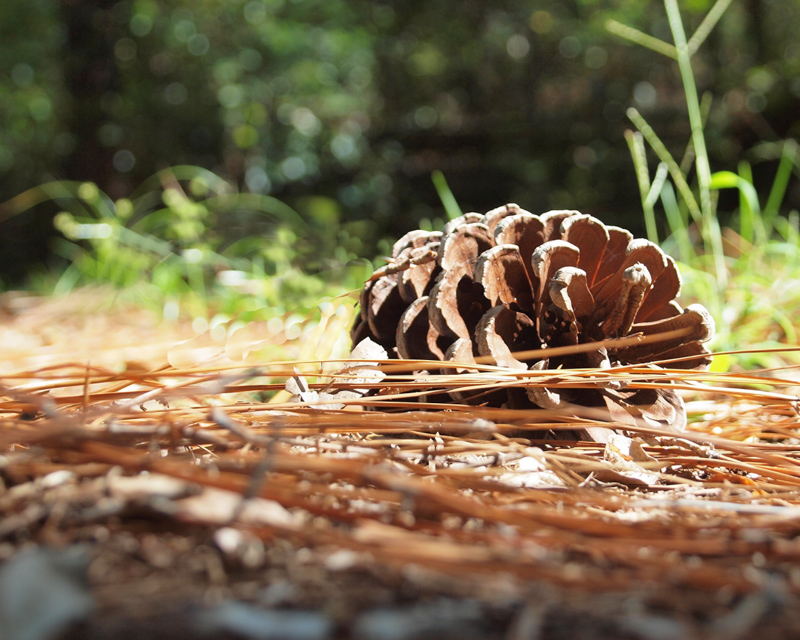 Pine Cone