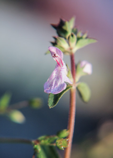 Tiny Flower