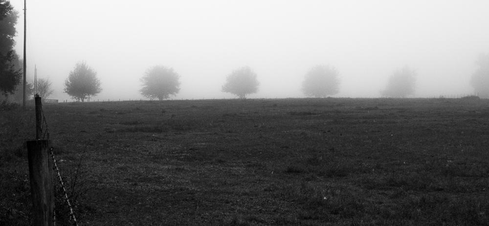 Trees in Fog