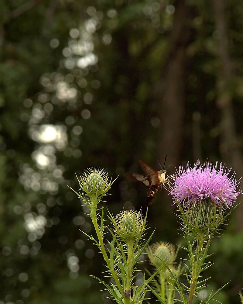 Thistle in the woods