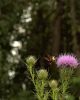 Thistle in the woods by Mark Stodter