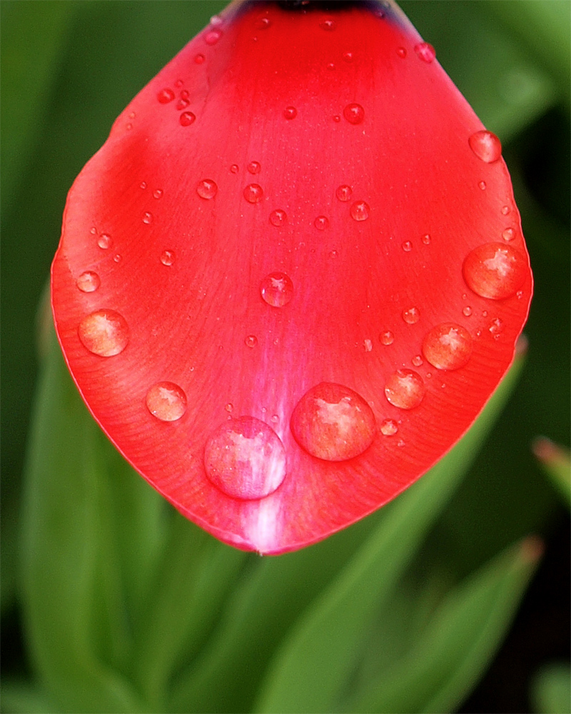 Tulip Water Drops 2