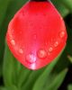 Tulip Water Drops 2 by Mark Stodter