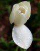 White Flower by Mark Stodter