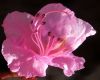Pink Flower by Mark Stodter