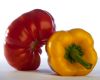 Tomato and Pepper by Mark Stodter