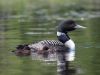Loons by Gregg Homburger