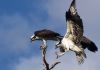 Courtship behavior of the Osprey by Joe Saladino