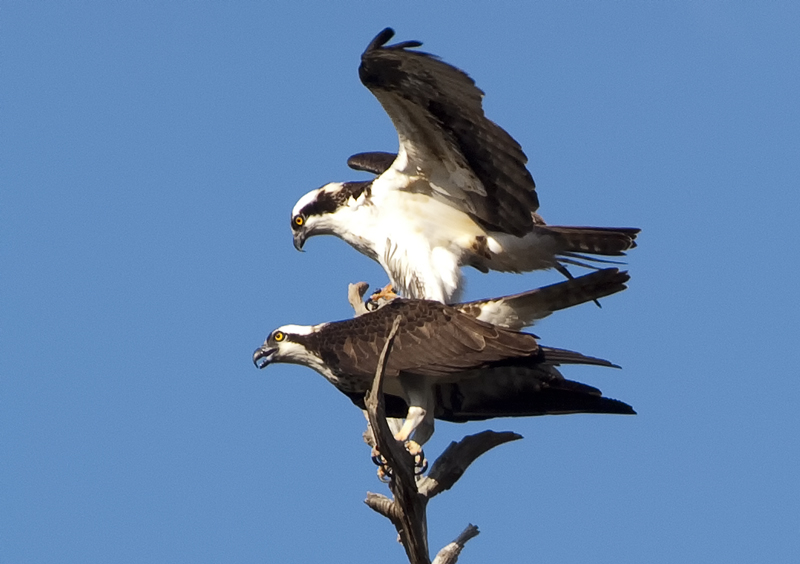 Ospreys preparing to mate