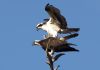 Ospreys preparing to mate by Joe Saladino