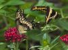 Tiger Swallowtail Butterfly Courtship by Joe Saladino