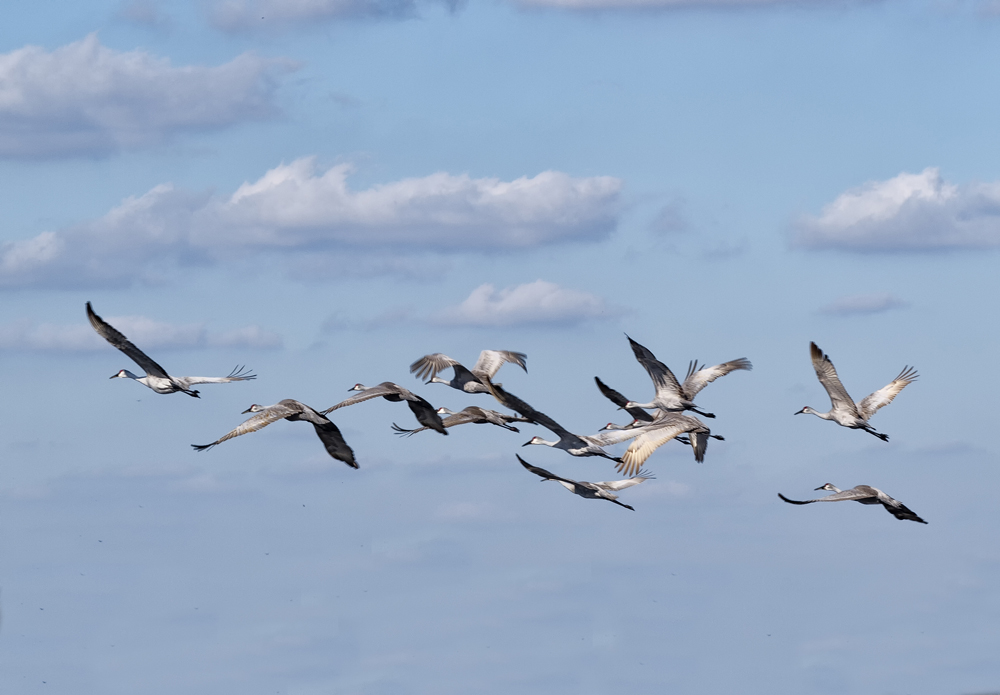 Sandhill cranes in flight.