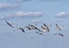 Sandhill cranes in flight. by Joe Saladino