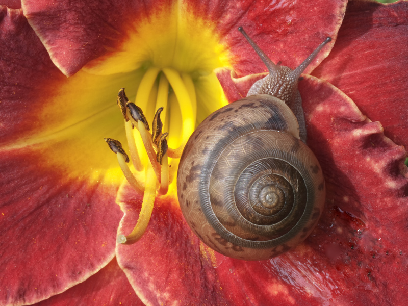 SNAIL ON LILY