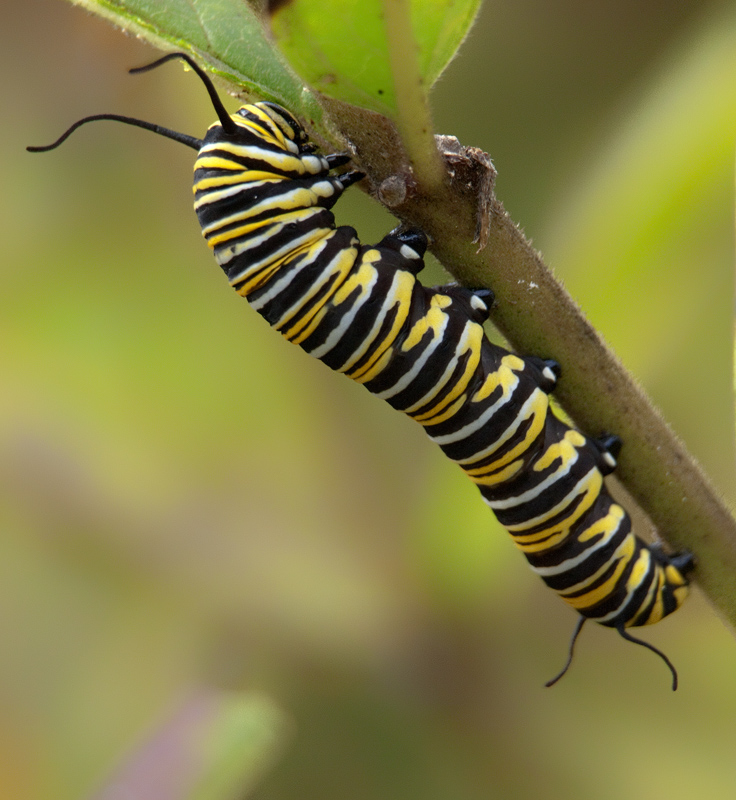 Feeding caterpillar