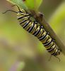 Feeding caterpillar by Joe Saladino
