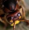 Hornets have five eyes by Joe Saladino