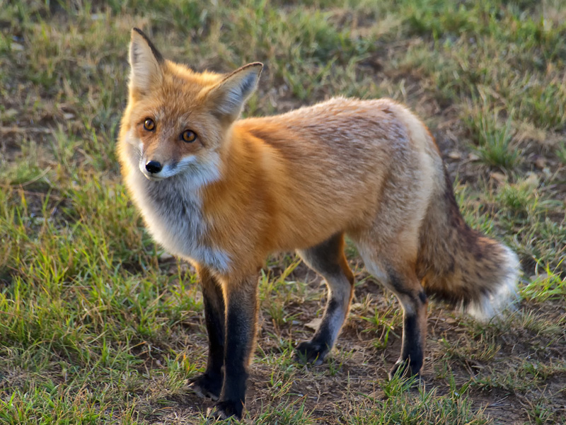 Red Fox