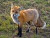 Red Fox by Joe Saladino