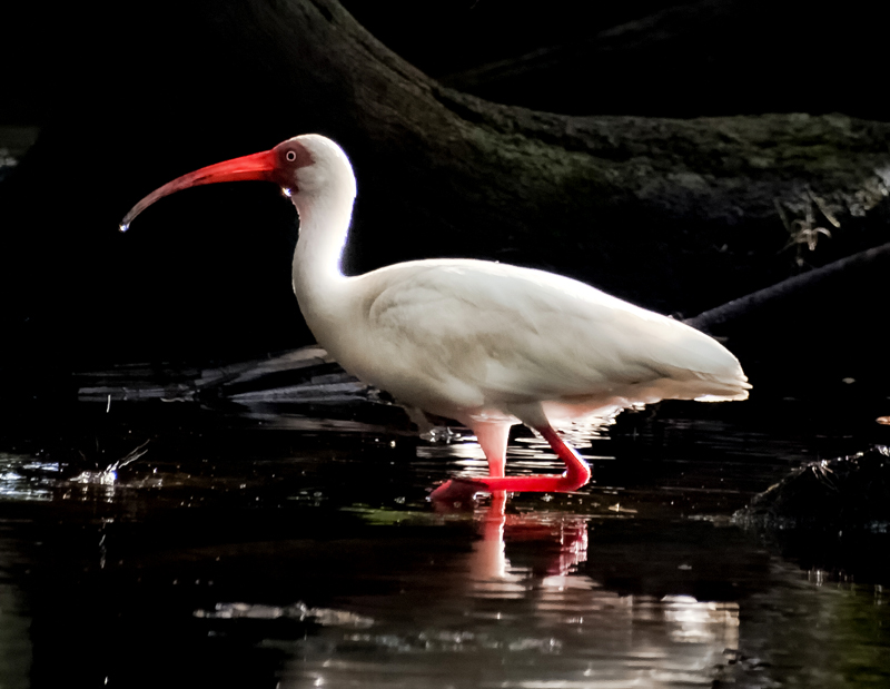 White Ibis (3)