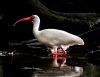 White Ibis (3) by Joe Saladino