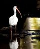 White Ibis (2) by Joe Saladino