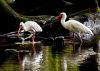 White Ibis by Joe Saladino