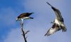 Courting Ospreys by Joe Saladino