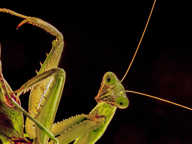 Praying Mantis