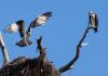 Nest-building Ospreys by Joe Saladino