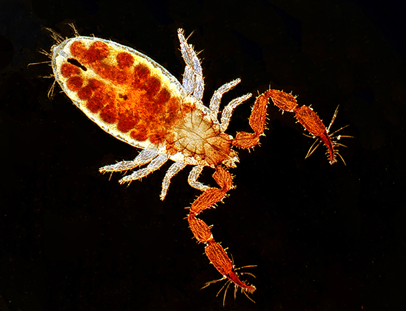 Pseudoscorpion