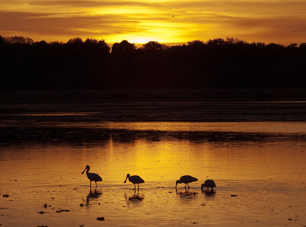 Spoonbills feeding at sunset