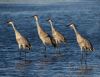 Sandhill cranes by Joe Saladino