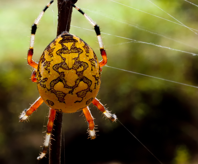 Orange Orb Weaver Spider