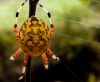 Orange Orb Weaver Spider by Joe Saladino