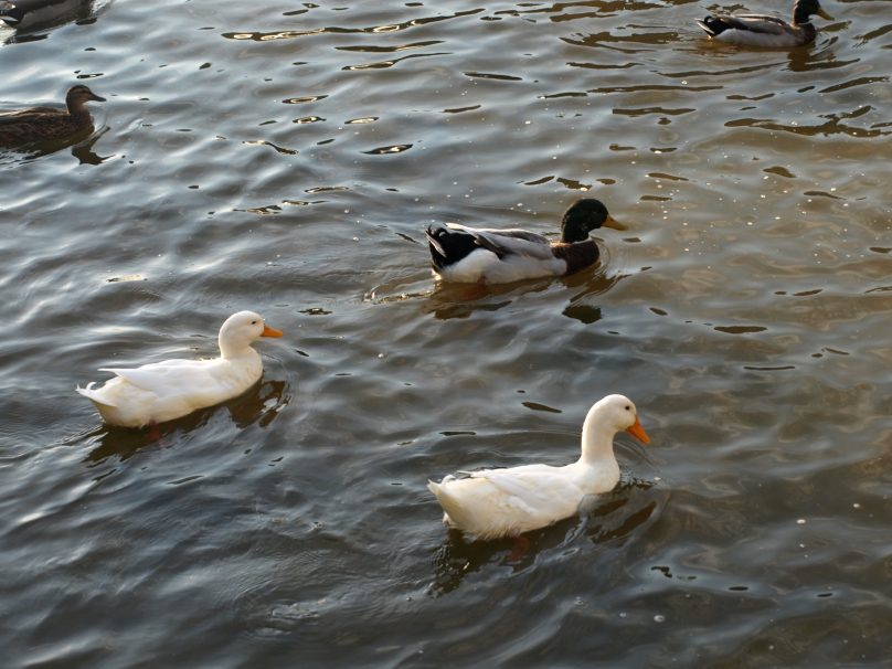 Ducks On The Pond