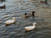 Ducks On The Pond by Tony Renwand