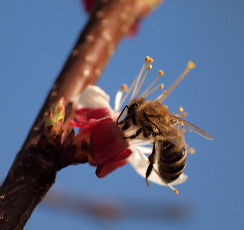 Easter bee