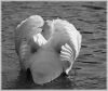 Swan BW by Peter Redey