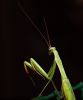 Mantis by Peter Redey