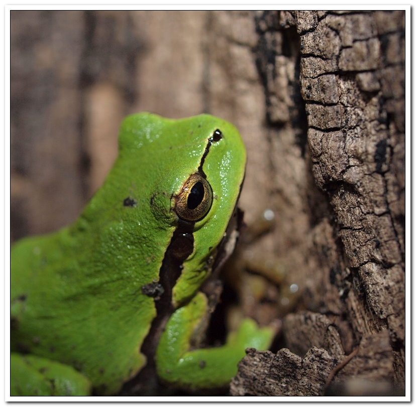 Tree Frog